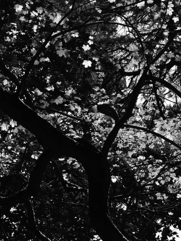 LUZ DA FLORESTA (DÍPTICO 1-2) PB