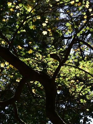 LUZ DA FLORESTA (DÍPTICO 1-2)