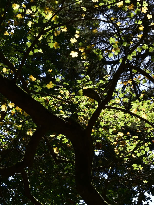LUZ DA FLORESTA (DÍPTICO 1-2)