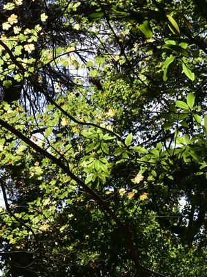 LUZ DA FLORESTA (DÍPTICO 2-2)