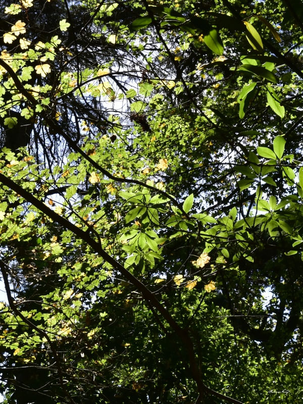 LUZ DA FLORESTA (DÍPTICO 2-2)