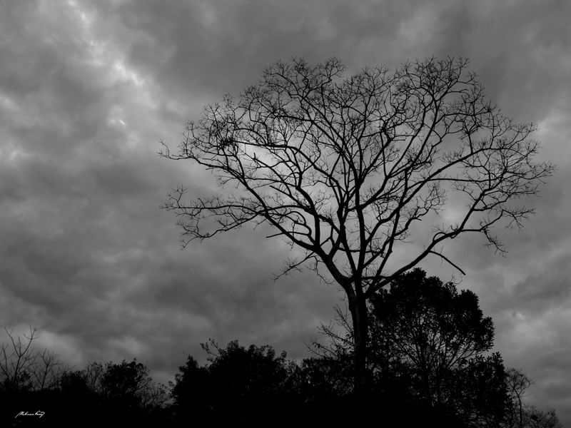 A VEGETAÇÃO E O CÉU (PB)