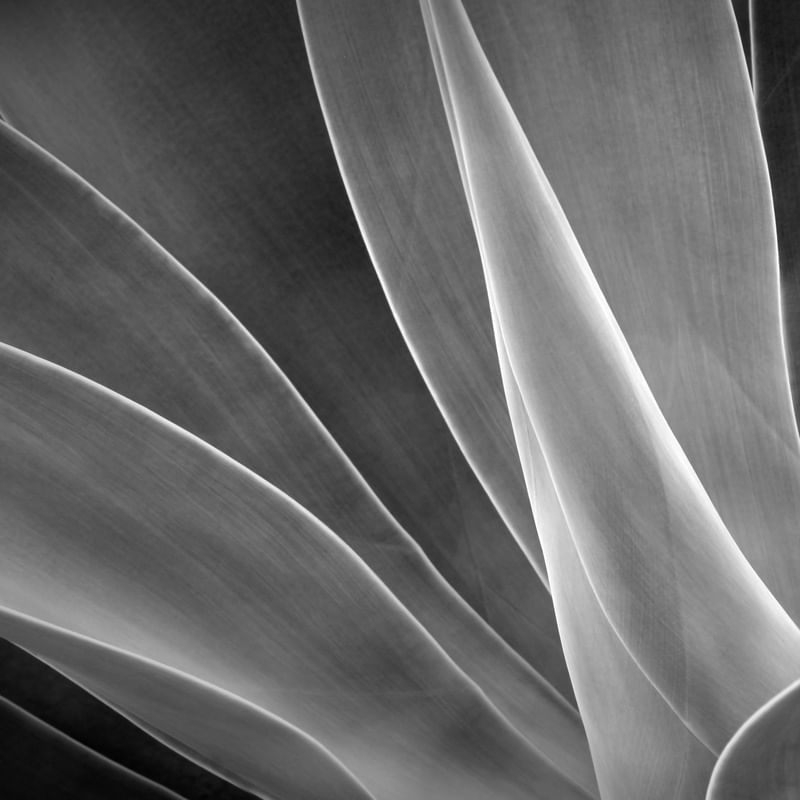 AGAVE (DÍPTICO 1-2) PB