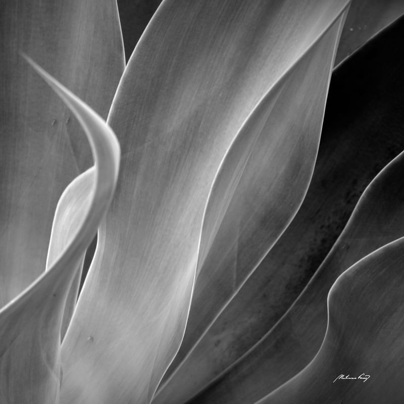 AGAVE (DÍPTICO 2-2) PB