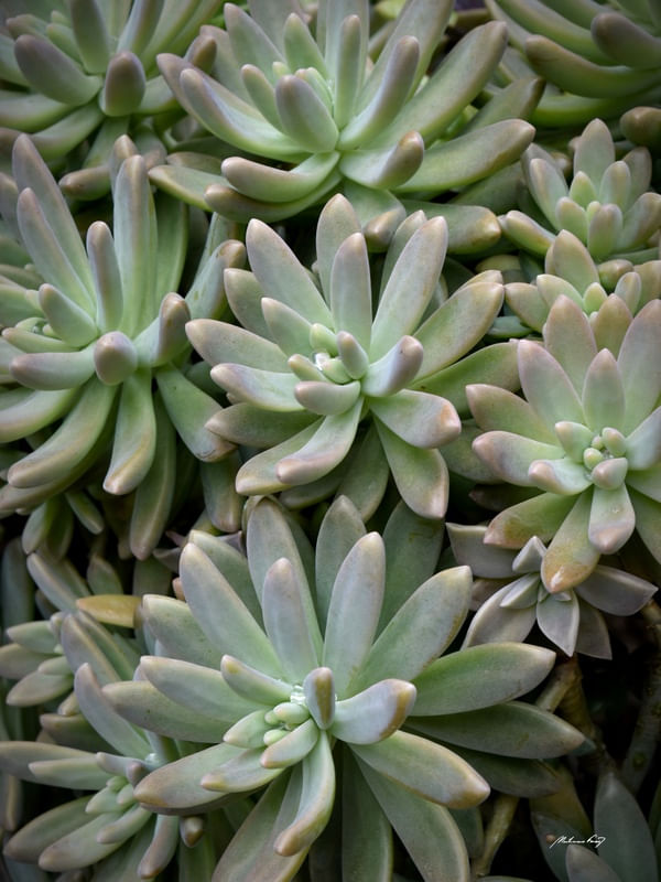 PLANTA SUCULENTA