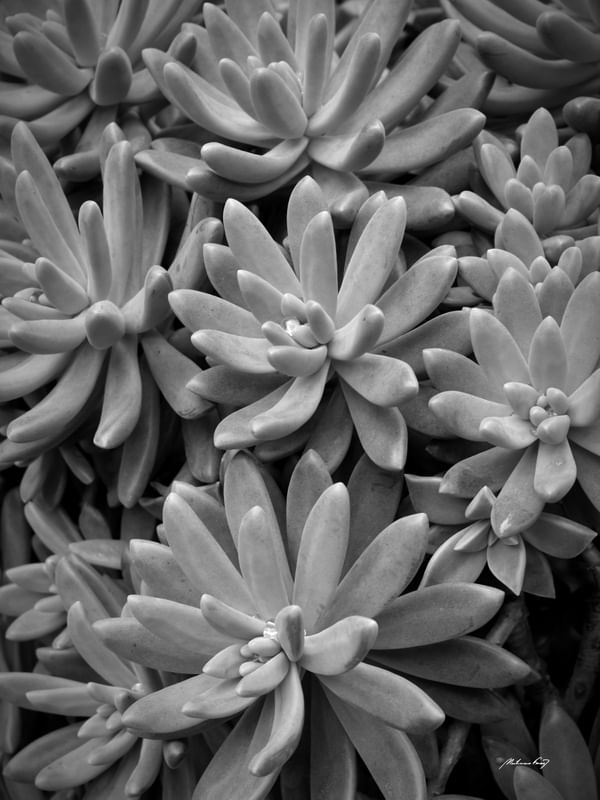 PLANTA SUCULENTA (PB)