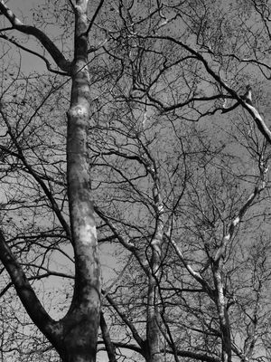 NATUREZA DE QUELUZ (DÍPTICO 1-2)
