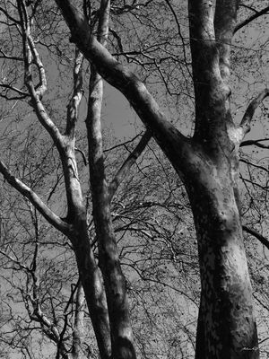 NATUREZA DE QUELUZ (DÍPTICO 2-2)