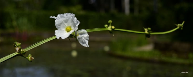 CAPRICHO DA NATUREZA