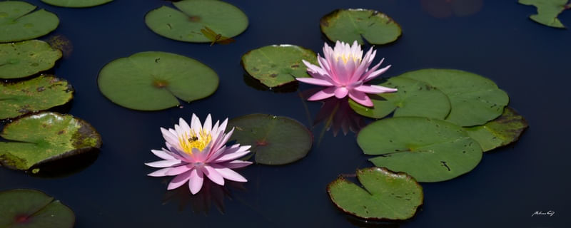 FLORES DE LÓTUS
