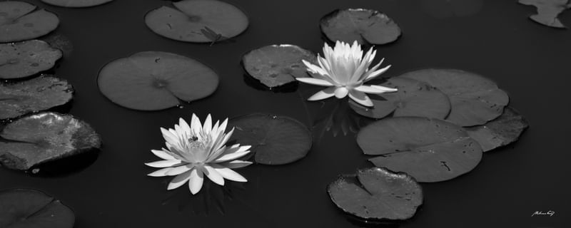 FLORES DE LÓTUS (PB)