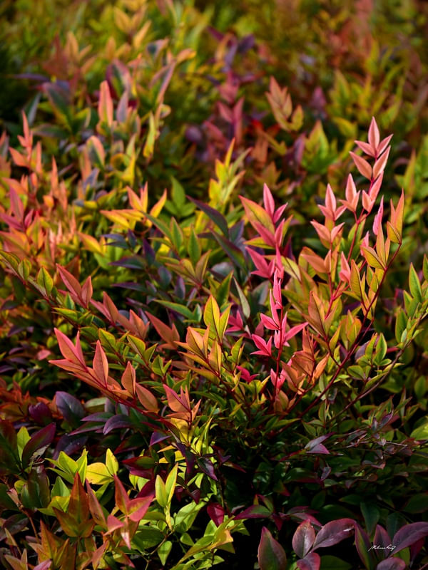 AS CORES DA FOLHAGEM