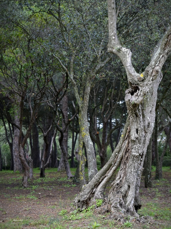 OLIVEIRAS DE PORTUGAL