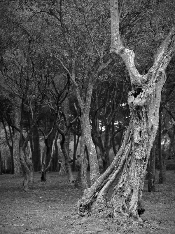OLIVEIRAS DE PORTUGAL (PB)