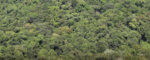 PANORÂMICA DA FLORESTA