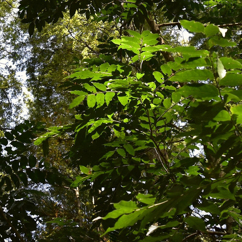 INTERIOR DA FLORESTA (POLÍPTICO 5-6)
