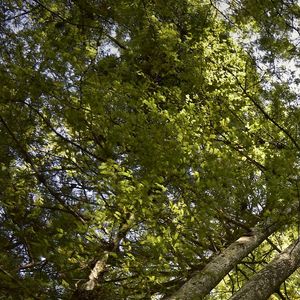 INTERIOR DA FLORESTA (POLÍPTICO 1-6)
