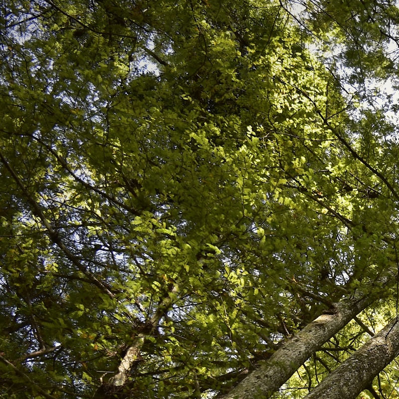 INTERIOR DA FLORESTA (POLÍPTICO 1-6)