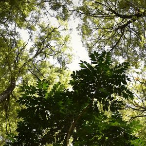 INTERIOR DA FLORESTA (POLÍPTICO 2-6)