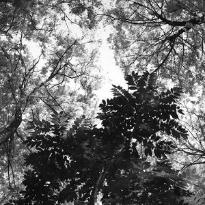 INTERIOR DA FLORESTA (POLÍPTICO 2-6) PB