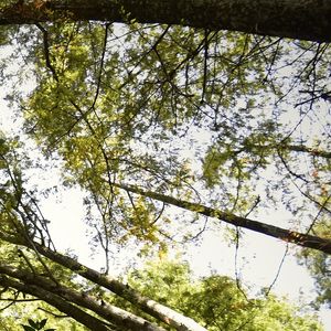 INTERIOR DA FLORESTA (POLÍPTICO 3-6)