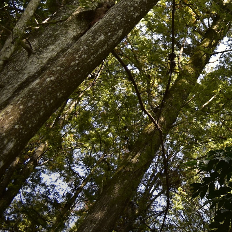 INTERIOR DA FLORESTA (POLÍPTICO 4-6)