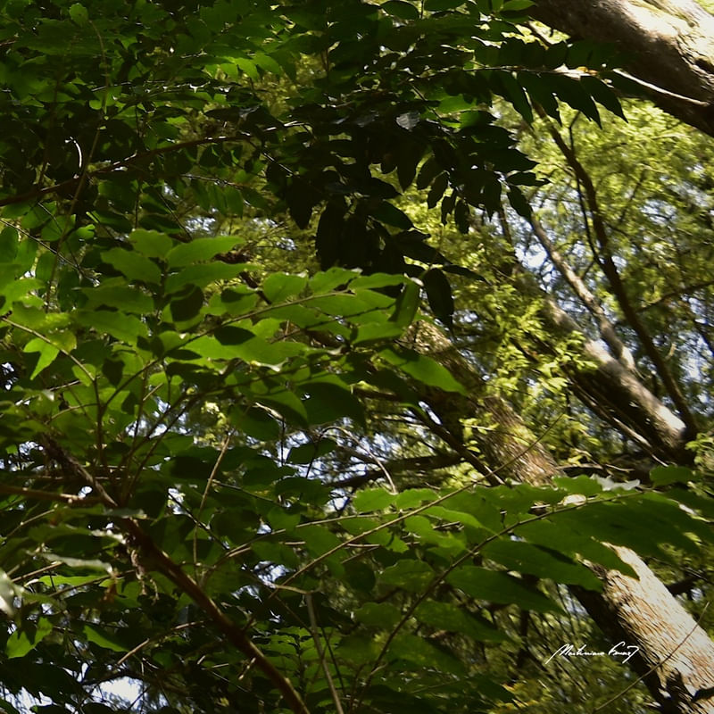 INTERIOR DA FLORESTA (POLÍPTICO 6-6)