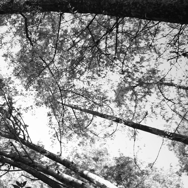 INTERIOR DA FLORESTA (POLÍPTICO 3-6) PB