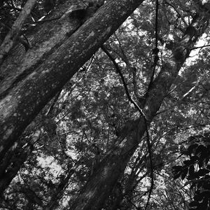 INTERIOR DA FLORESTA (POLÍPTICO 4-6) PB