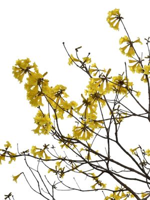 GALHOS E FLORES - DÍPTICO 1-2