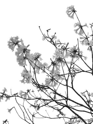 GALHOS E FLORES - DÍPTICO 1-2 PB