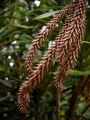 NATUREZA NO OLHAR