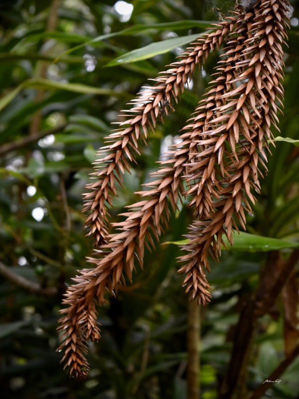 NATUREZA NO OLHAR
