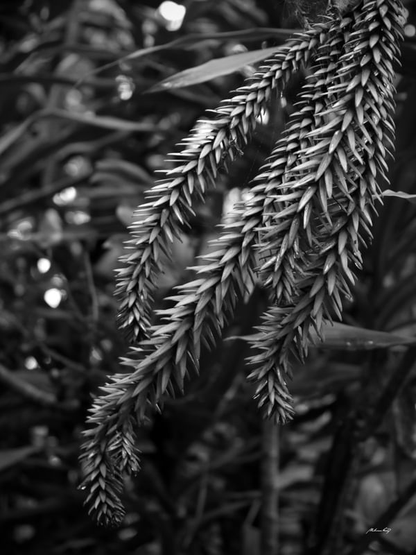 NATUREZA NO OLHAR - PB