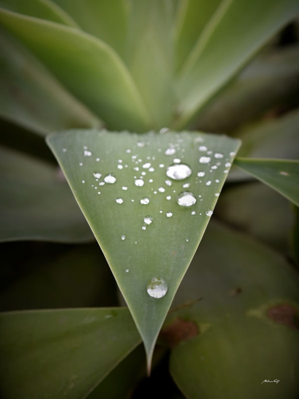 GOTAS DA NATUREZA
