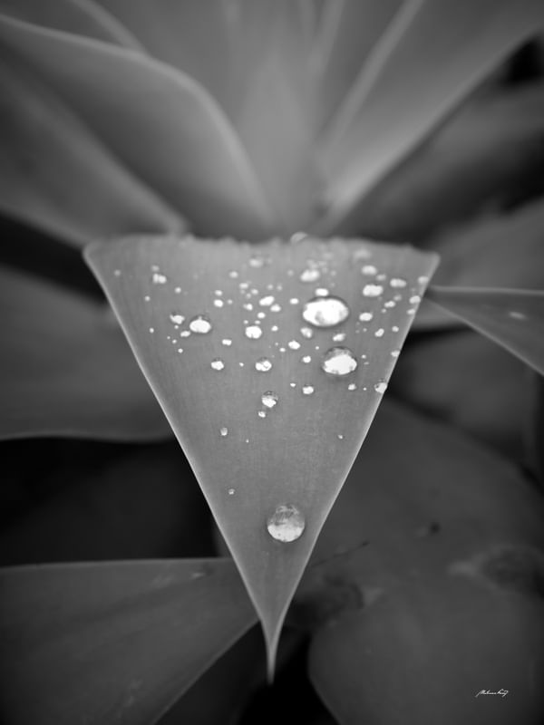 GOTAS DA NATUREZA - PB