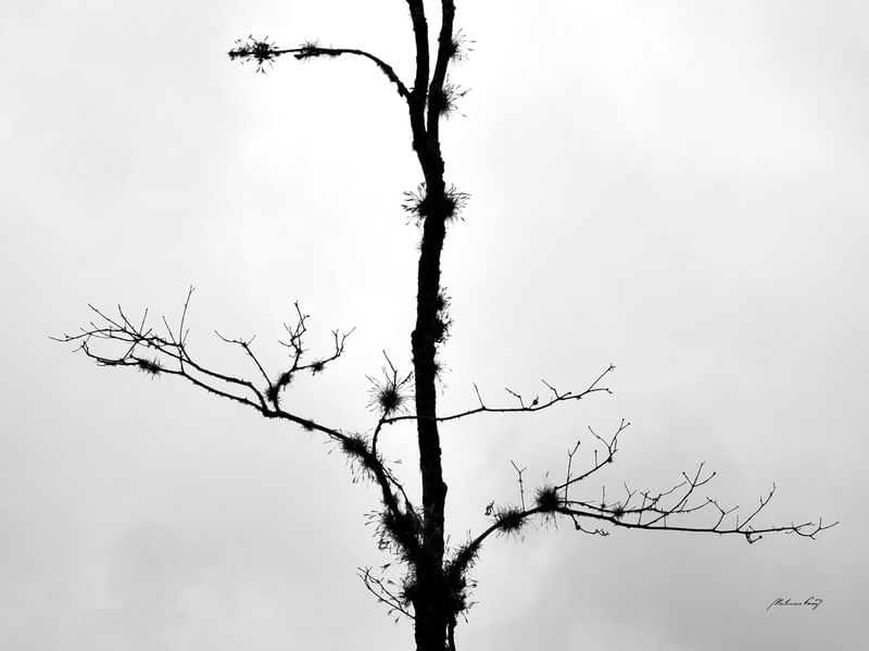 ÁRVORE NO INVERNO - DÍPTICO 1-2