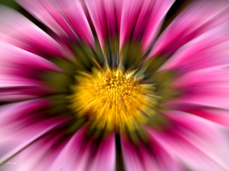 FLOR RESPLANDECENTE