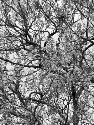 JACARANDÁ - DÍPTICO 1-2 - PB