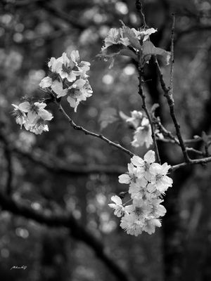 QUANDO FLORESCEM AS CEREJEIRAS - PB