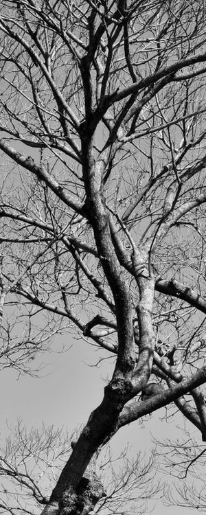 CHEGADA DO INVERNO - TRÍPTICO 1-3 - PB