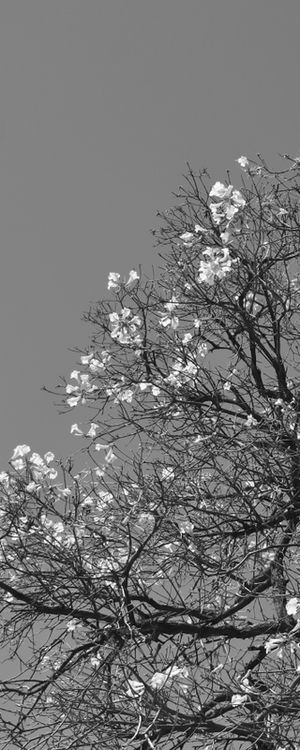 FICARAM AS FLORES - TRÍPTICO 1-3 - PB