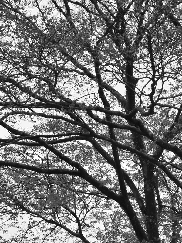NATUREZA EM PRETO E BRANCO - TRÍPTICO 1-3