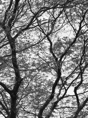 NATUREZA EM PRETO E BRANCO - TRÍPTICO 2-3