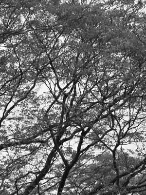 NATUREZA EM PRETO E BRANCO - TRÍPTICO 3-3