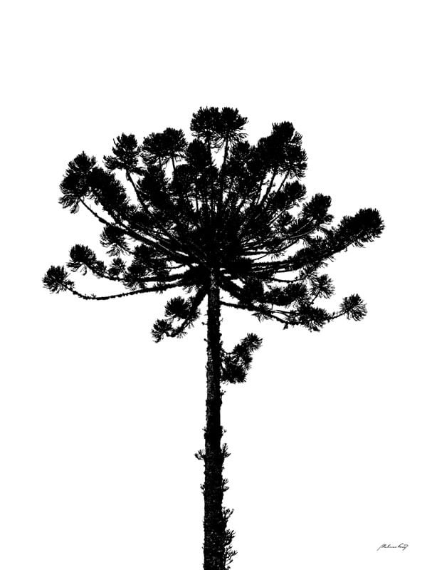 MINIMALISTA DA ARAUCÁRIA