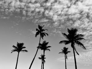COQUEIROS AO ENTARDECER - PB
