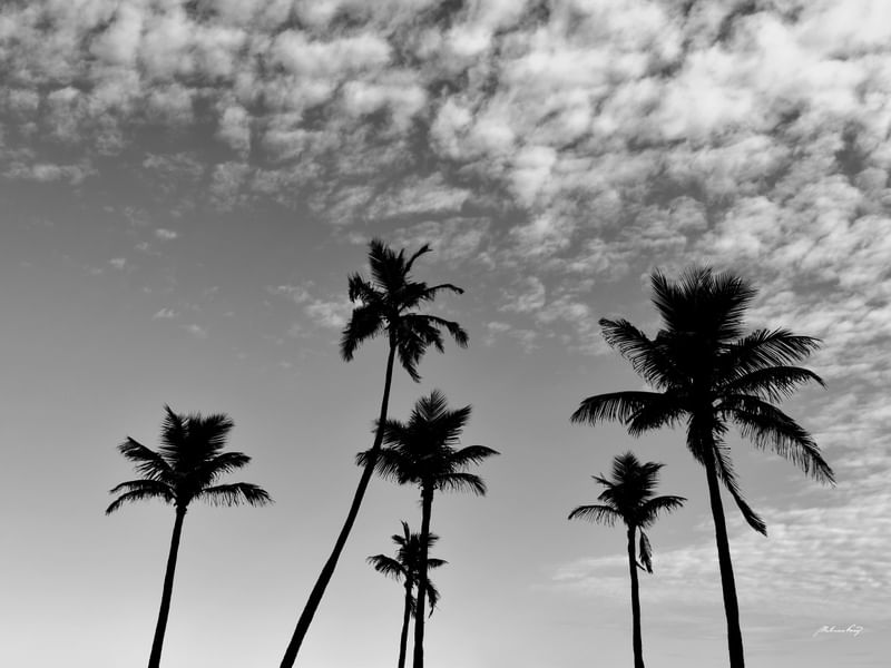 COQUEIROS AO ENTARDECER - PB