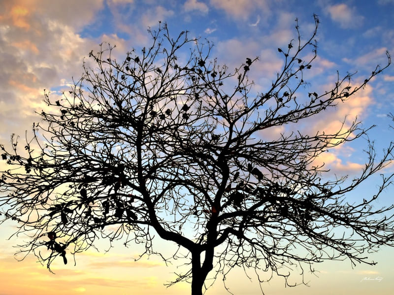 CONTRASTE COM O CÉU