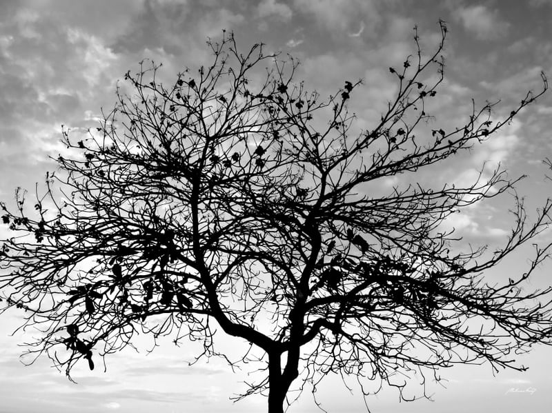 CONTRASTE COM O CÉU - PB
